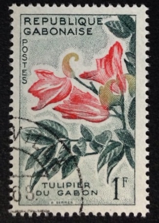 Tulipán africano