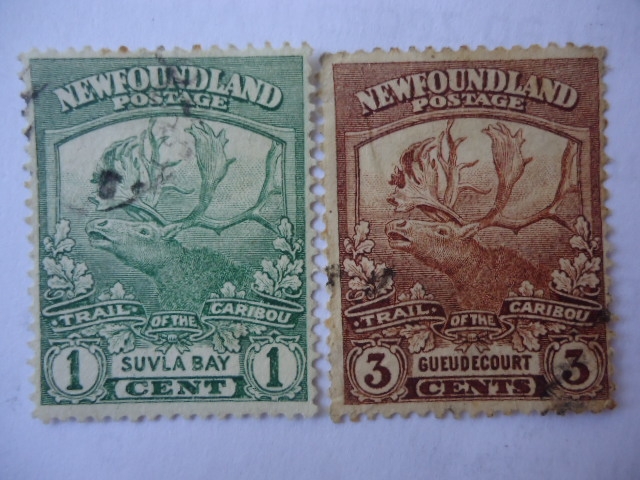 Newfoundland (Terranova)- Caribú (Rangiter Tarandus)