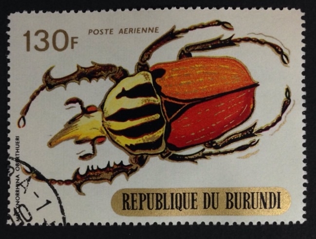 escarabajo Mecynorrhina