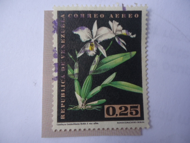 Flora: Catteya Gaskelliana (Rcgb.F. Var.Alba).