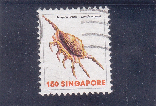 caracola- scorpion