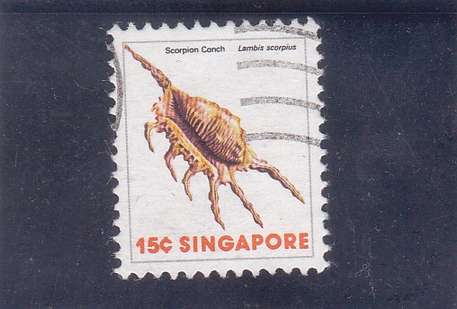 caracola- scorpion