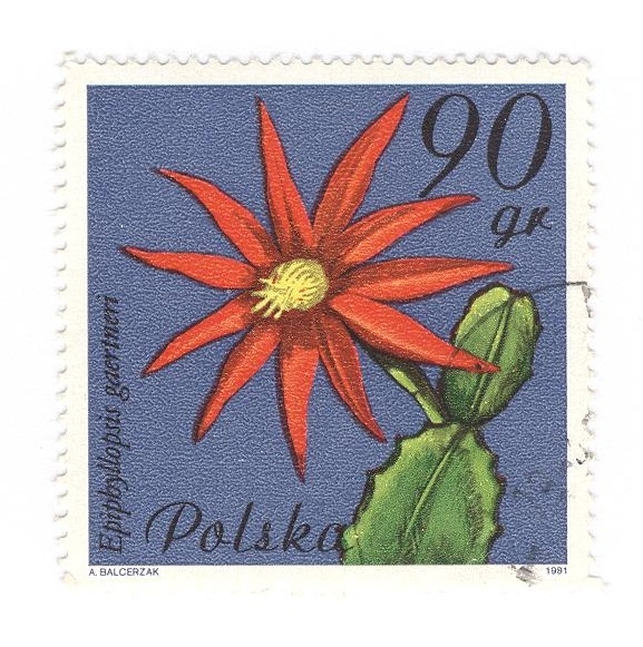 Epiphyllopsis gaertneri