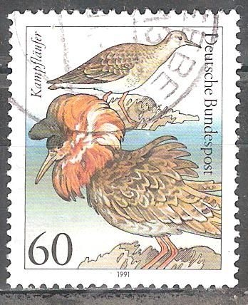  Aves marinas-Ruff pugnax Philomachus.