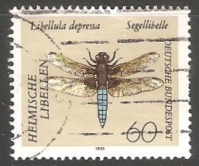 Libellula depressa