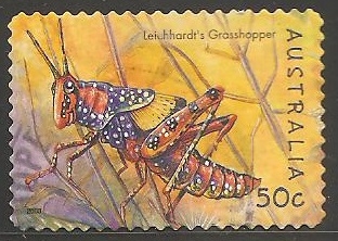 leichhardt grasshopper-saltamontes de Leichhardt