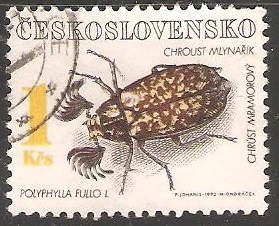 Polyphylla fullo- escarabajo batanero