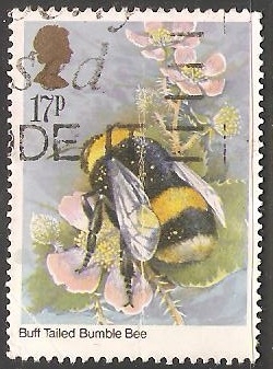buff tailed bumblebee