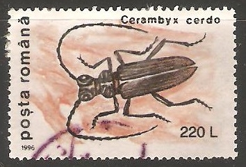 Cerambyx cerdo