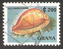 Leucodon cowrie