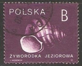 Zyworodka Jeziorowa