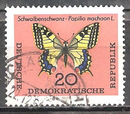 Mariposa cola de golondrina (Papilio Macaón)DDR.