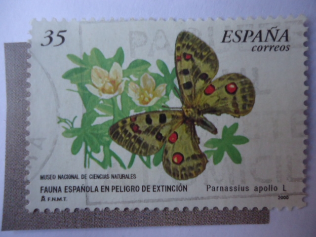 Ed:3694 - Parnassius Apollo L.