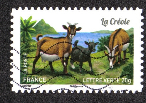 Cabras de Nuestra Región