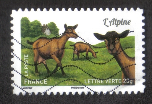 Cabras de Nuestra Región