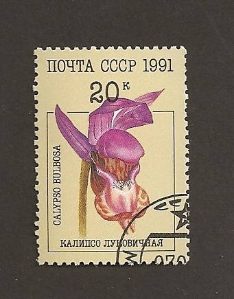 Orquideas:Calypso bulbosa