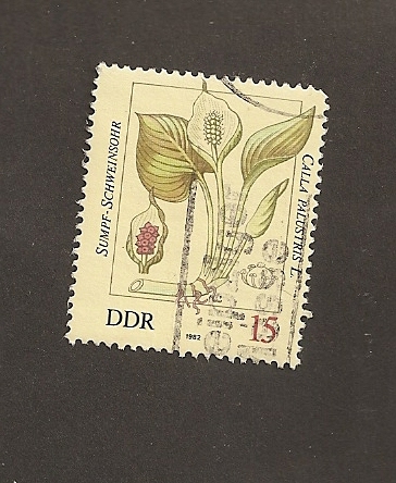 DDR, Calla palustris