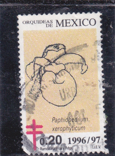 PAPHIOPEDILUM XEROPHYTICUM-Orquidias de México