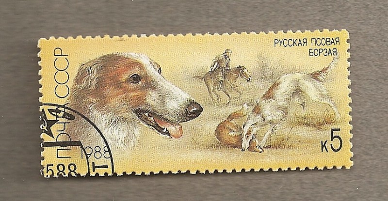 Perro raza borzoi ruso