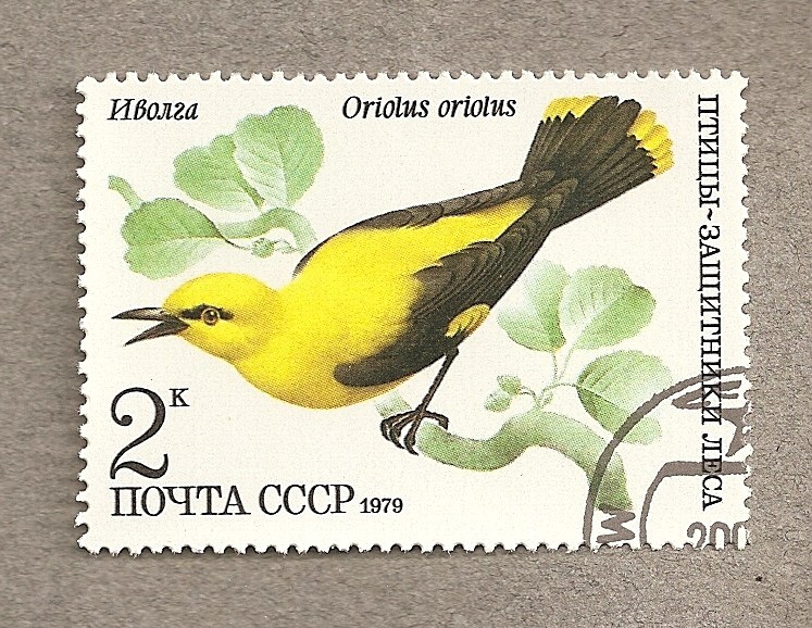 Pájaro Oriolus oriolus