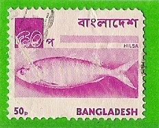 hilsa