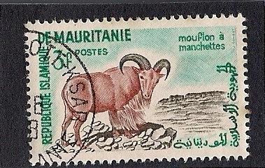 mounflon a manchettes