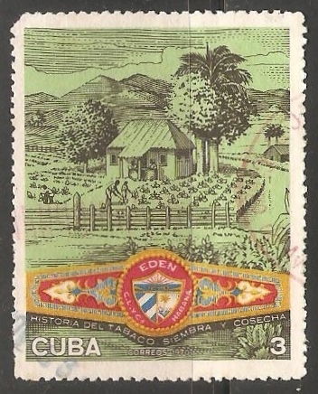 Historia del tabaco siembra y cosecha