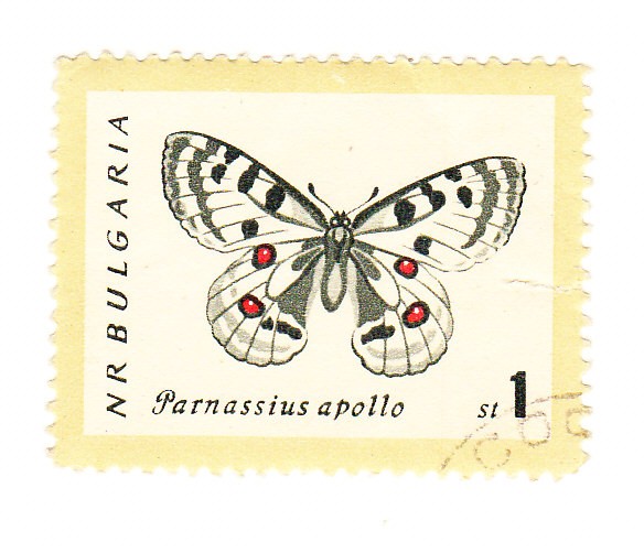 Parnassius apollo