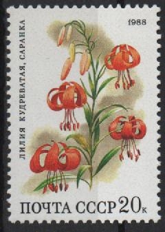 LILIUM  MARTAGON