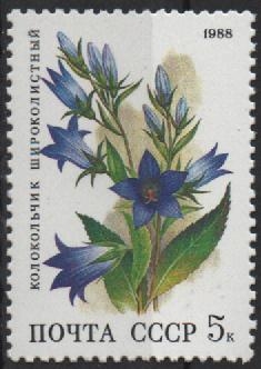 CAMPANULA  LATIFOLIA