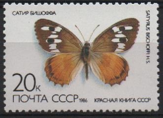 MARIPOSAS.  SATYRUS  BISCHOFFI.