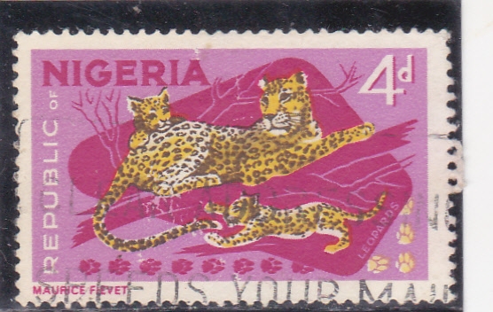 leopardos