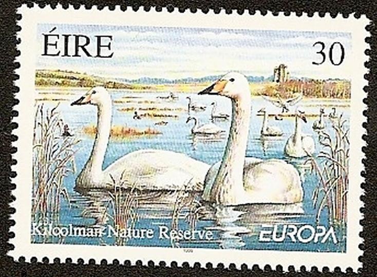 EUROPA - Aves - Cisne Cantor - Kilcoolman reserva natural