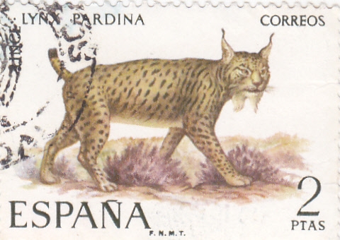 FAUNA-lince (25)