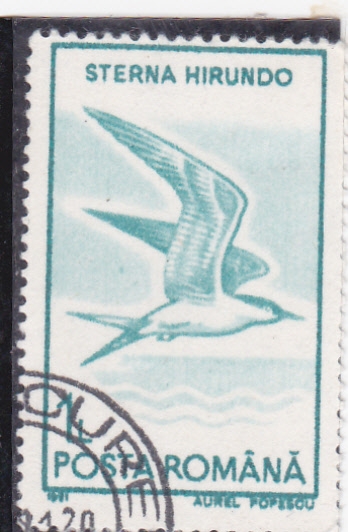 AVES-STERNA HIRUNDO