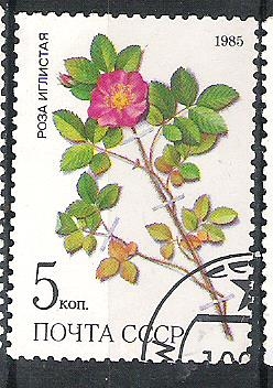 C.C.C.P. Flores Siberia Nº3