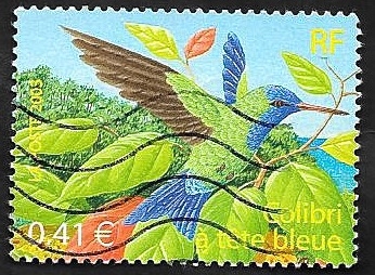 3548 - Colibrí, de cabeza azul