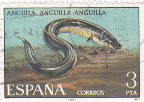 Anguila (26)