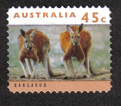 Kanguros y Koalas