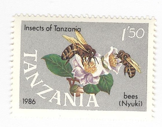 Insectos de Tanzania. Abejas