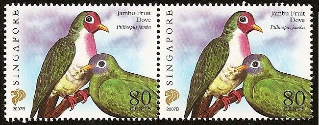 Aves - paloma tropical -Tilopo de Jambú