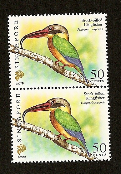 Aves -  Alción pico de cigüeña Kingfisher