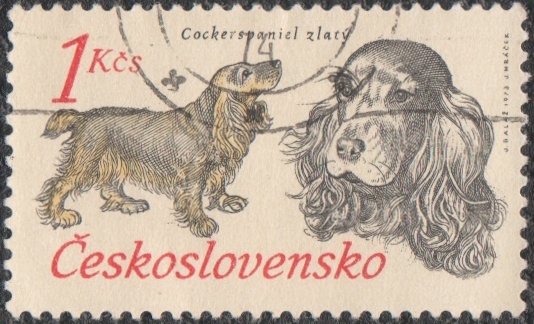 Cockerspaniel Zlaty