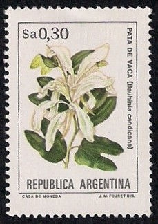 Bauhinia candicans