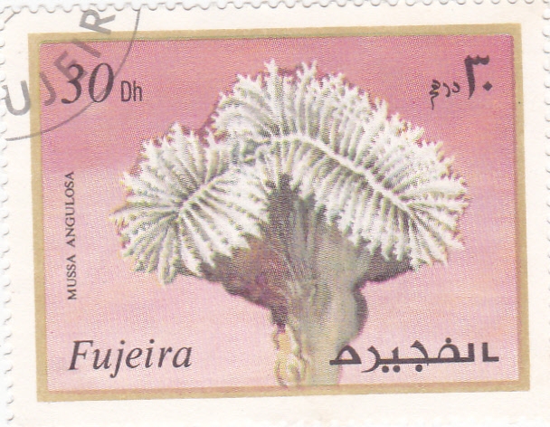 CORAL-MUSSA ANGULOSA