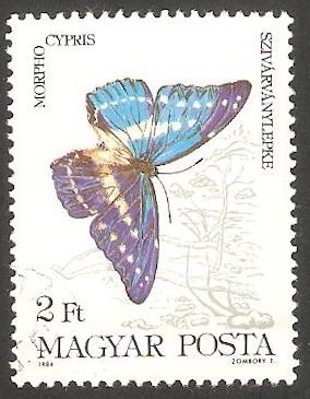2913 - Mariposa morpho cypris