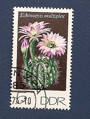 Flor de cactus - Echinopsis