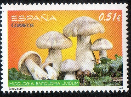 4740- Micología. Estolema Lividum.