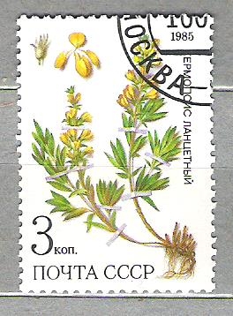 C.C.C.P. Flores Siberia Nº2/ Cambio