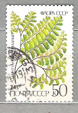 1987 Ferns Nº5 001/ Cambio